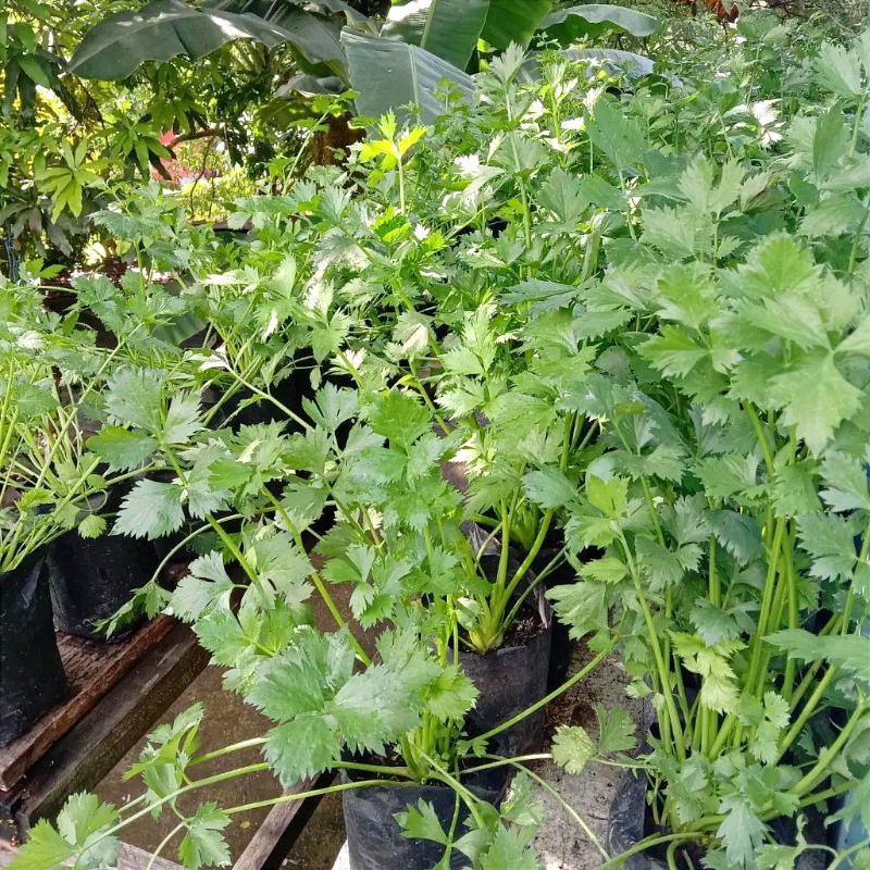 Jual Tanaman Seledri/Bibit Tanaman Seledri | Shopee Indonesia