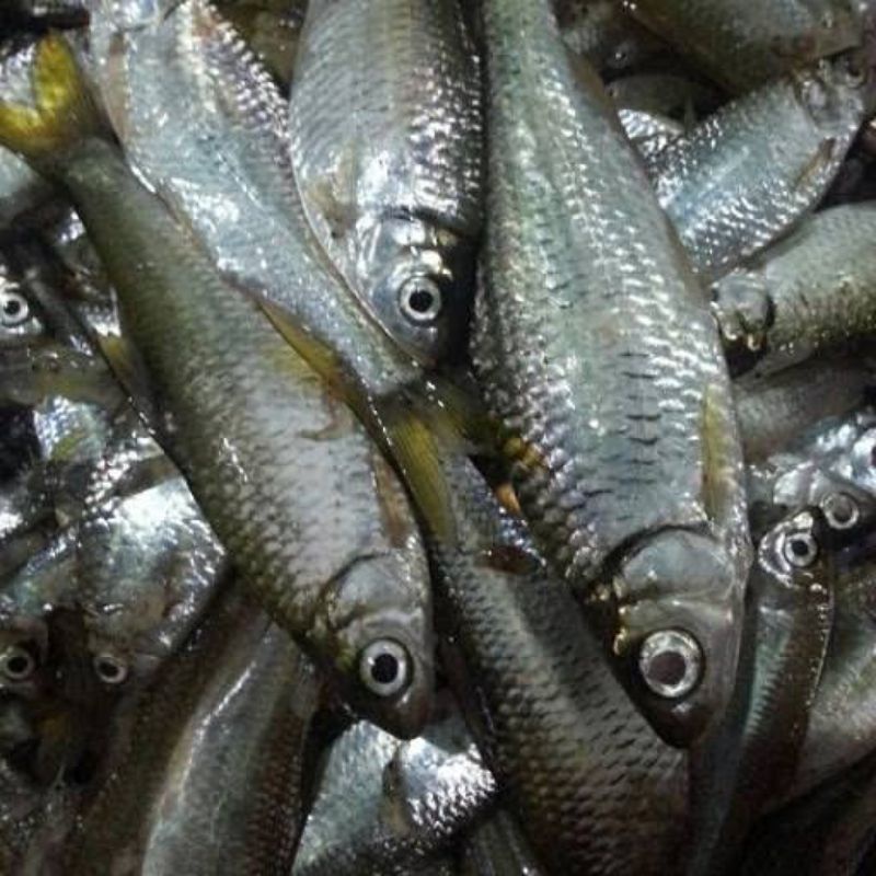 

IKAN BILIH SEGAR ASLI DANAU SINGKARAK (di goreng½mateng)