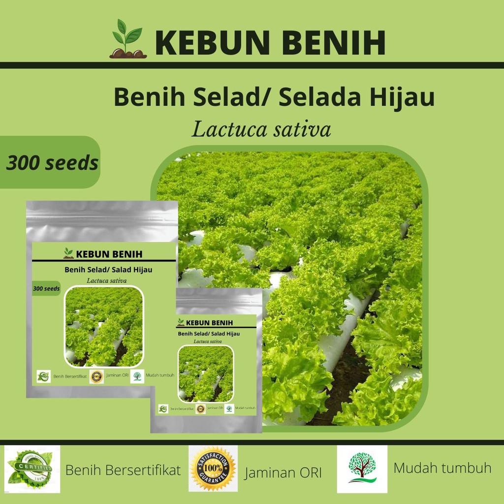 300 Benih Tanaman  Salad Hijau / Selad Hijau GRAND RAPIDS F1 Kualitas Unggul