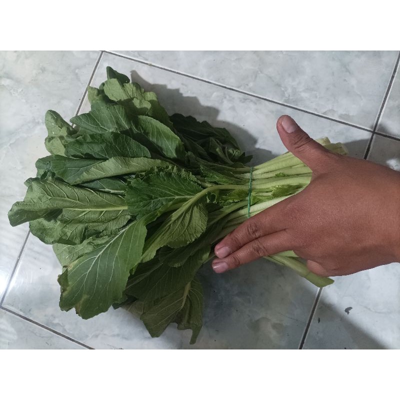 

Garansi.!! Sawi hijau Segar (250g -1000g)