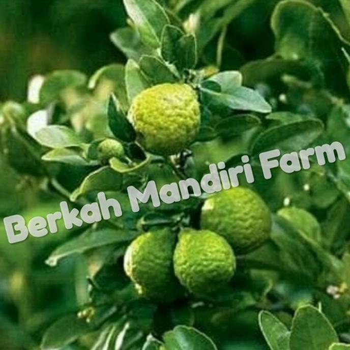 joss bibit buah jeruk purut tinggi 60 cm up dan siap berbuah viral