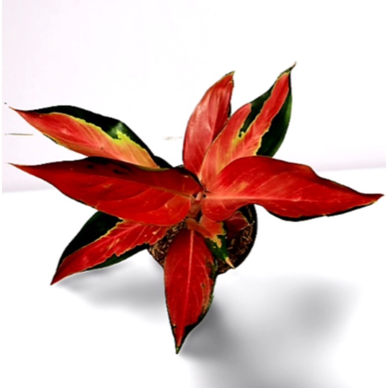 Aglonema RHCP Red Hot Chille Peppers - Red Ayu