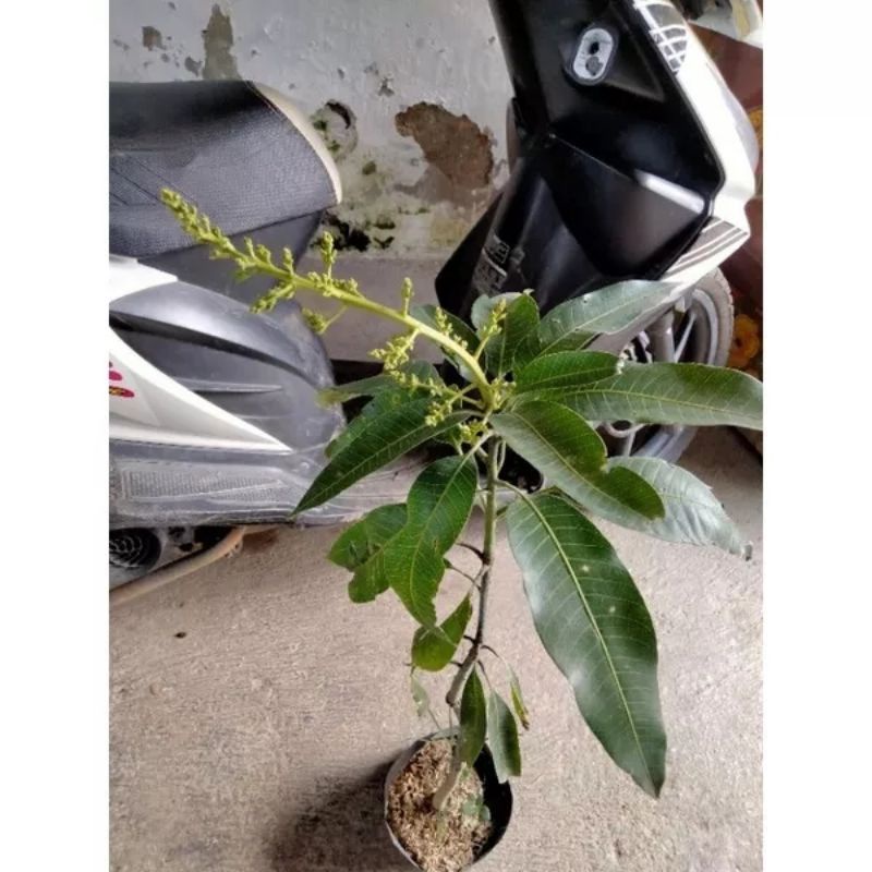 Tanaman Bibit Buah Mangga Manalagi berbunga