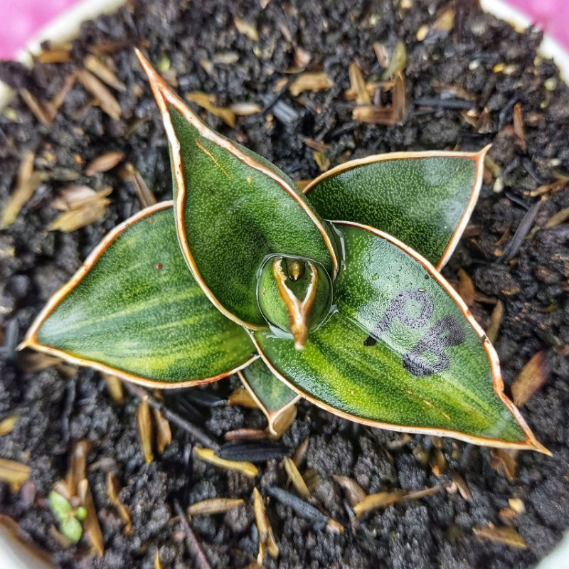 Sansivera Pinguiculata Black Varigata #01