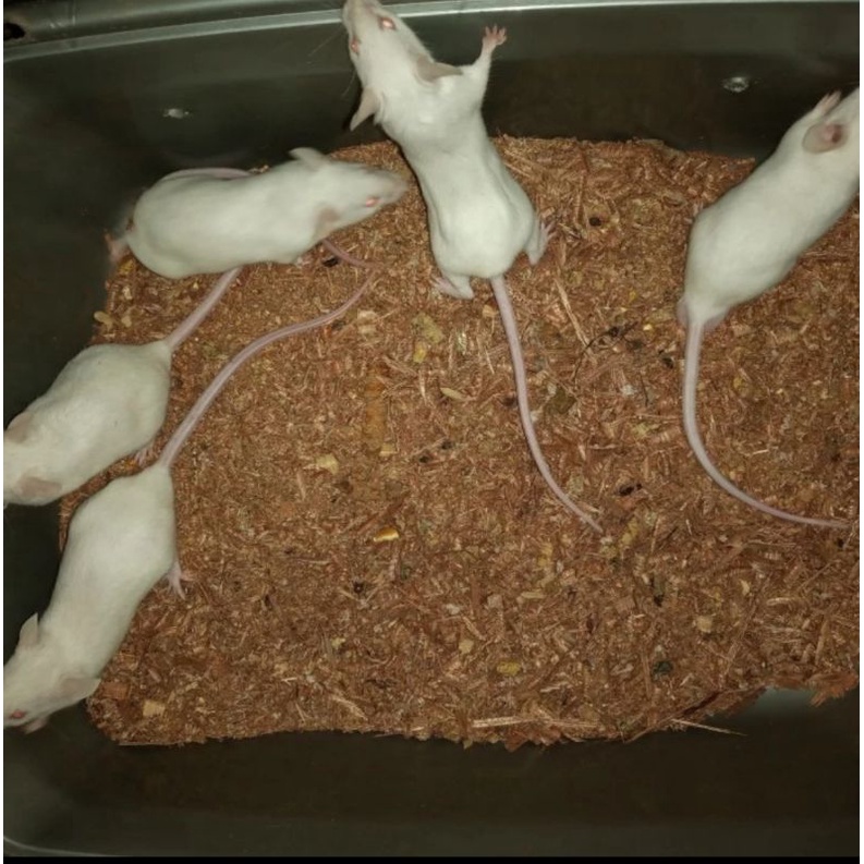 PAKET CALON INDUK TIKUS PUTIH MENCIT 4betina 1jantan