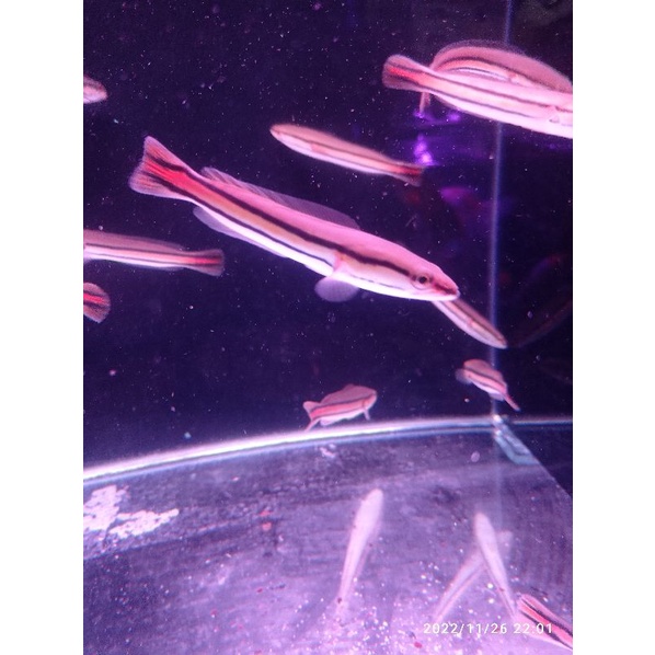 IKAN GABUS TOMAN GALAK GRADE A+