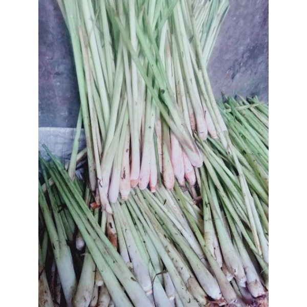 

SeraiBumbu*SERAI*Hijau*Fresh/0.5Kg.
