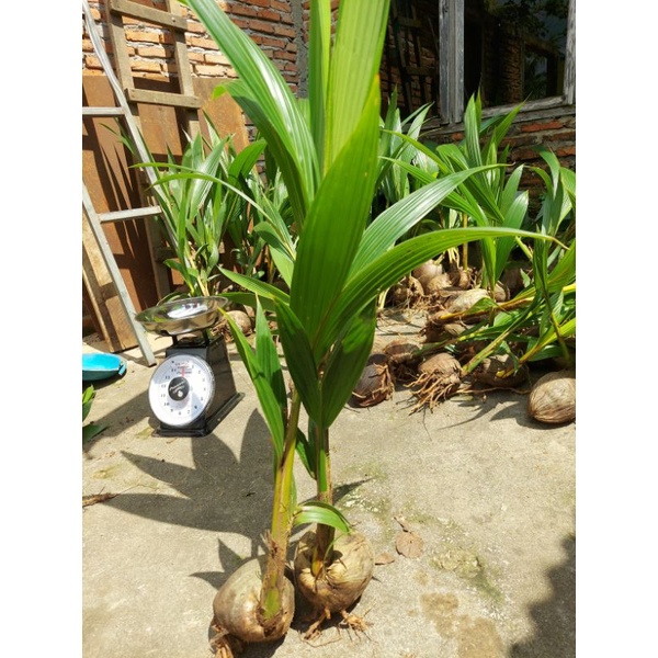 

4 Kelapa Hibrida