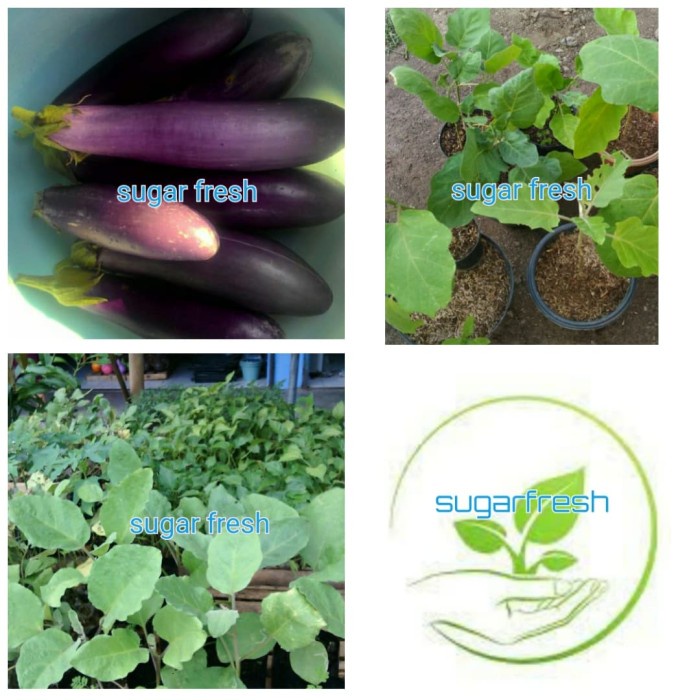 bibit tanaman buah terong ungu FF11