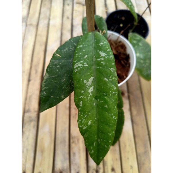 Hoya Sp Aceh Splash