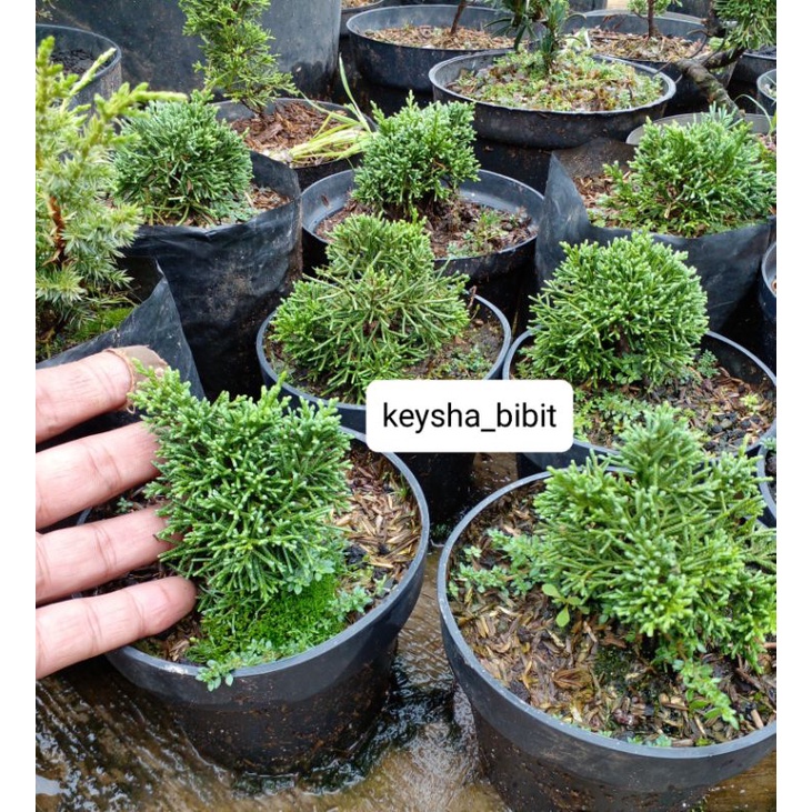 sargenti pingpong / cemara kishu