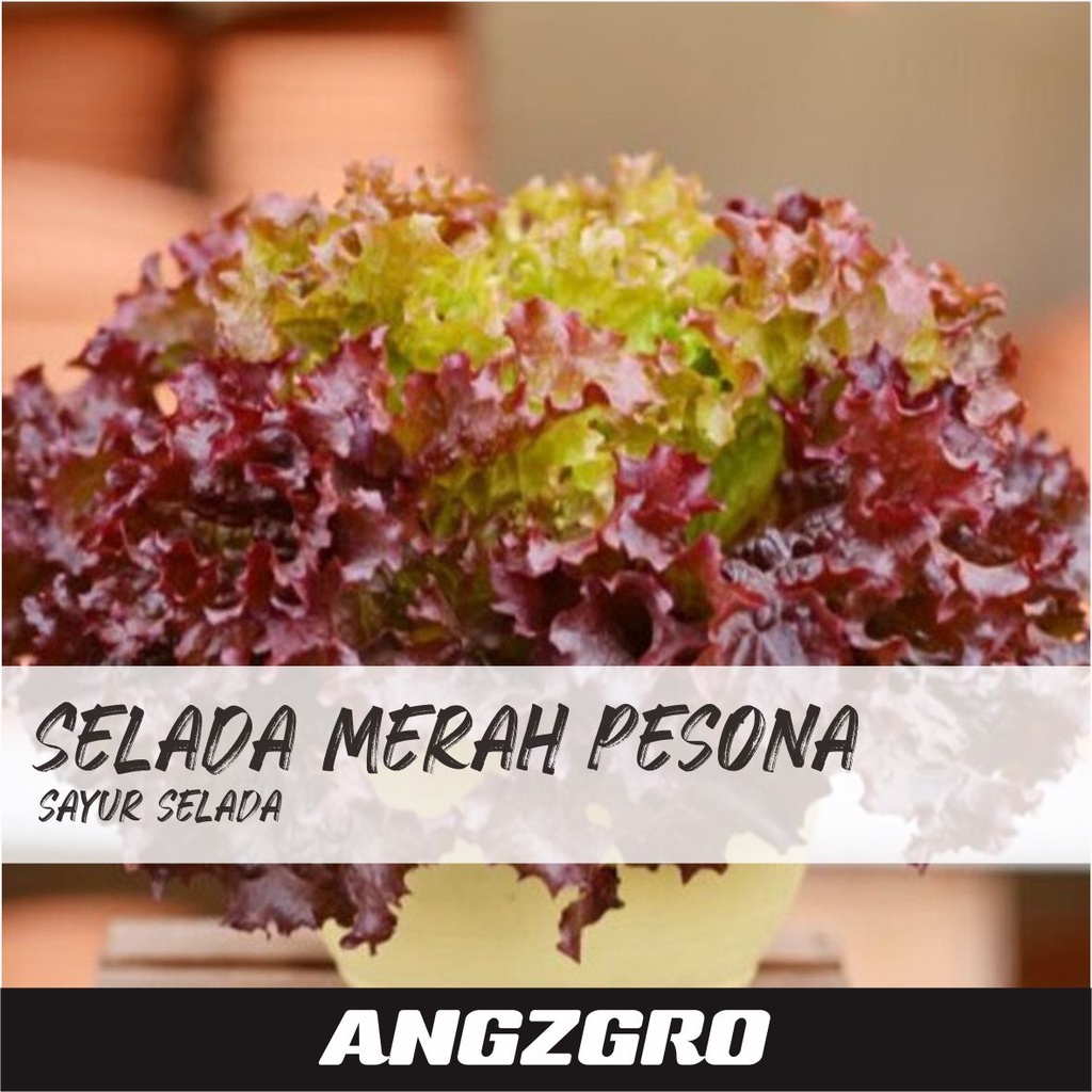 Benih Selada Merah Pesona 100 Seeds Sayuran Tanaman Urban Farming