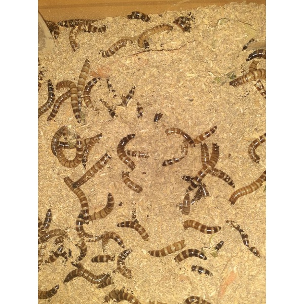 ulat jerman medan (paket 500 gram) garansi pengiriman dalam 5 hari.