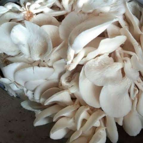 

jamur tiram 250gr