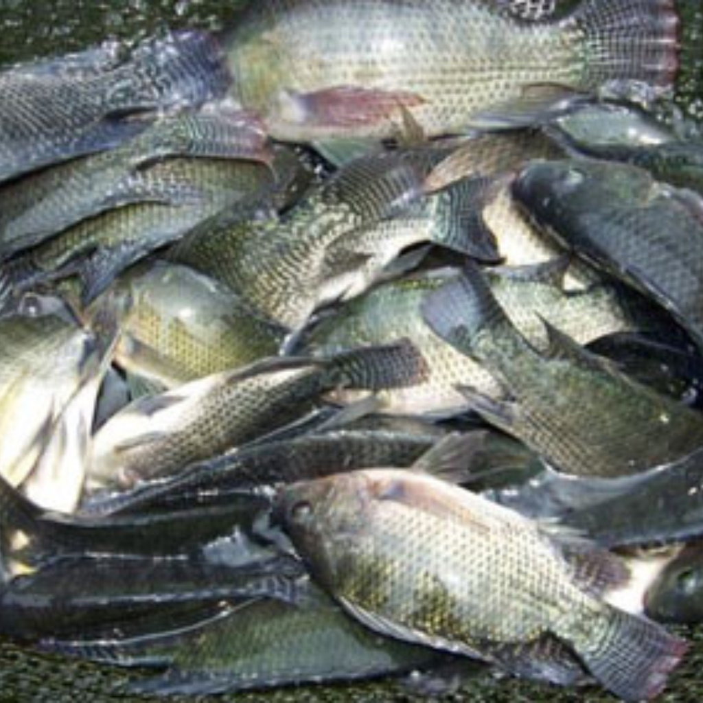 

Produsen Ikan Nila Segar Bogor, Ikan Nila Hitam Bogor 1Kg