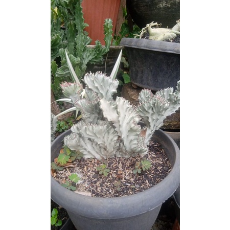 Pohon Euphorbia lactea white Cristata