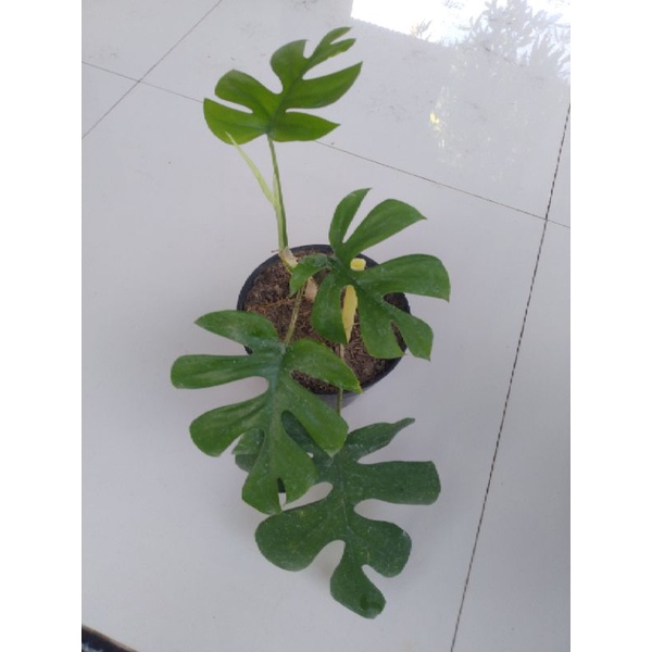 Rapidopora Tetra Sperma Atau Philodenron Tetra Sperma Atau Rhaphidopora TetraSperma