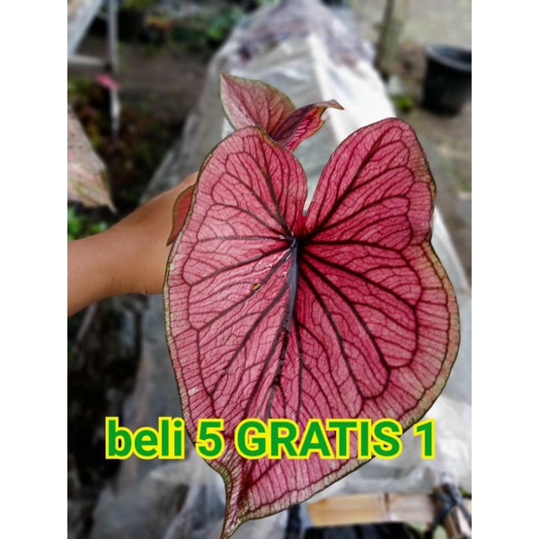 Caladium Thailand impor Hibrid Terbaru kode 077 anakan