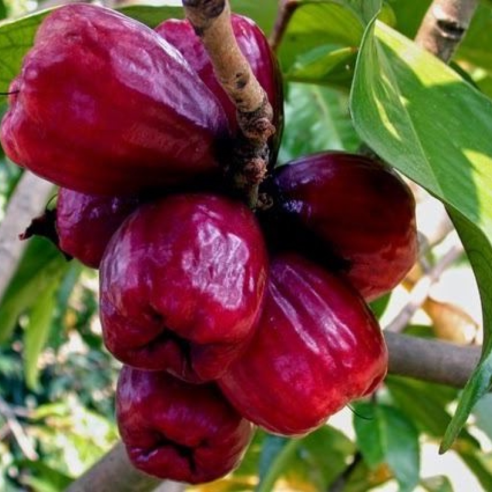 bibit jambu bol cepat berbuah