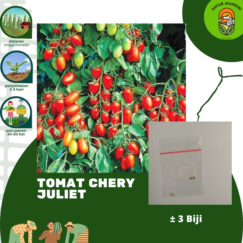 Benih Tomat Chery Juliet Seribuan