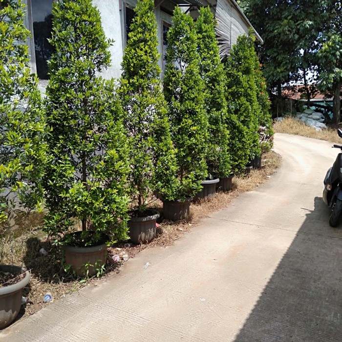 Tanaman hias pucuk merah plus pot 3meter