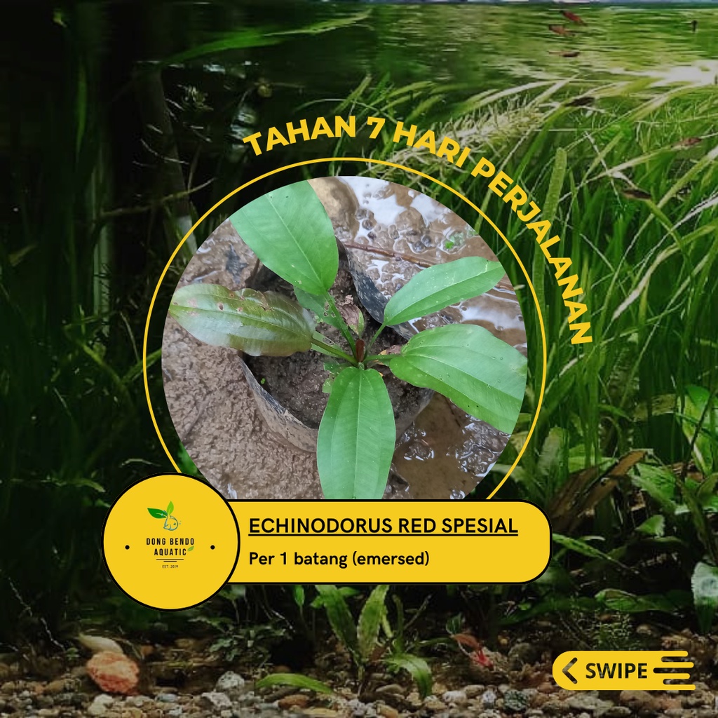 Echinodorus Red Special