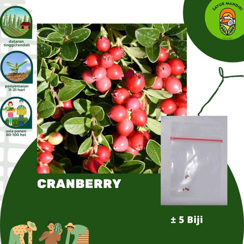 Benih Cranberry Seribuan