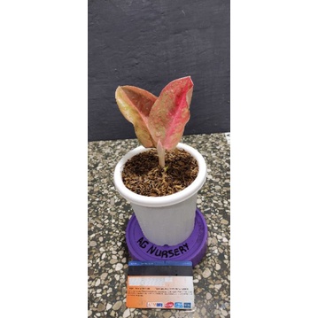 aglonema Denpasar moon (DM)