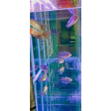 

Ikan lou han || ikan louhan Terlaris||