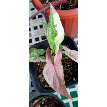 Syngonium Redspot Tricolor
