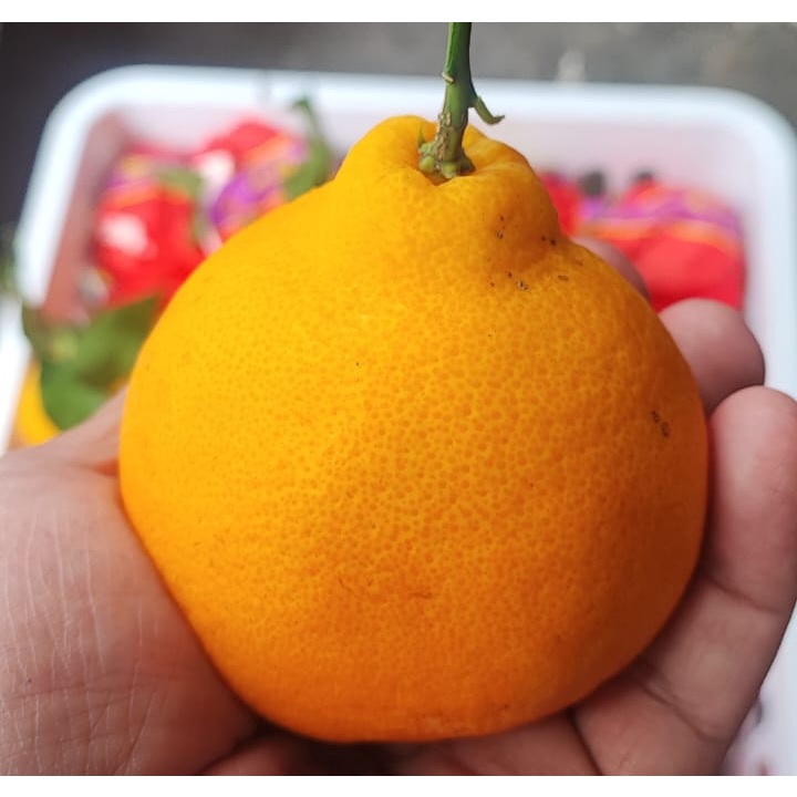 

Jeruk Kupas Dekopon Papagan Chun Jian IMPORT 1 buah