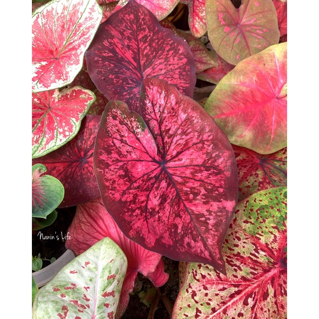 CALADIUM AC ANTANU - Keladi Ac antanu