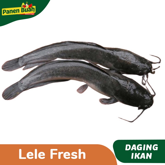 

Ikan Lele Fresh/Segar