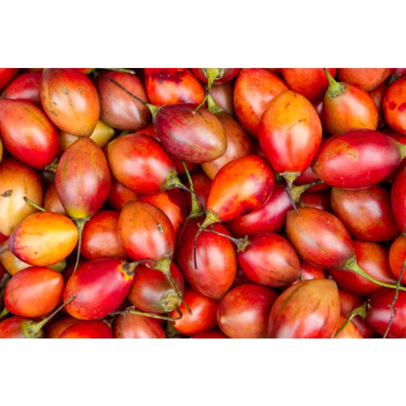 

Terong Belanda 500 gran