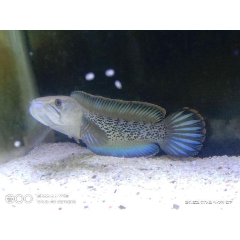 

channa stewarti