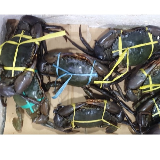 

Ay00! Kepiting Bakau Frozen Fresh (isi 2-4 ekor) 1 Kg