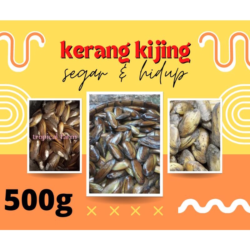 

KIJING KERANG AIR TAWAR 500GRAM HIDUP