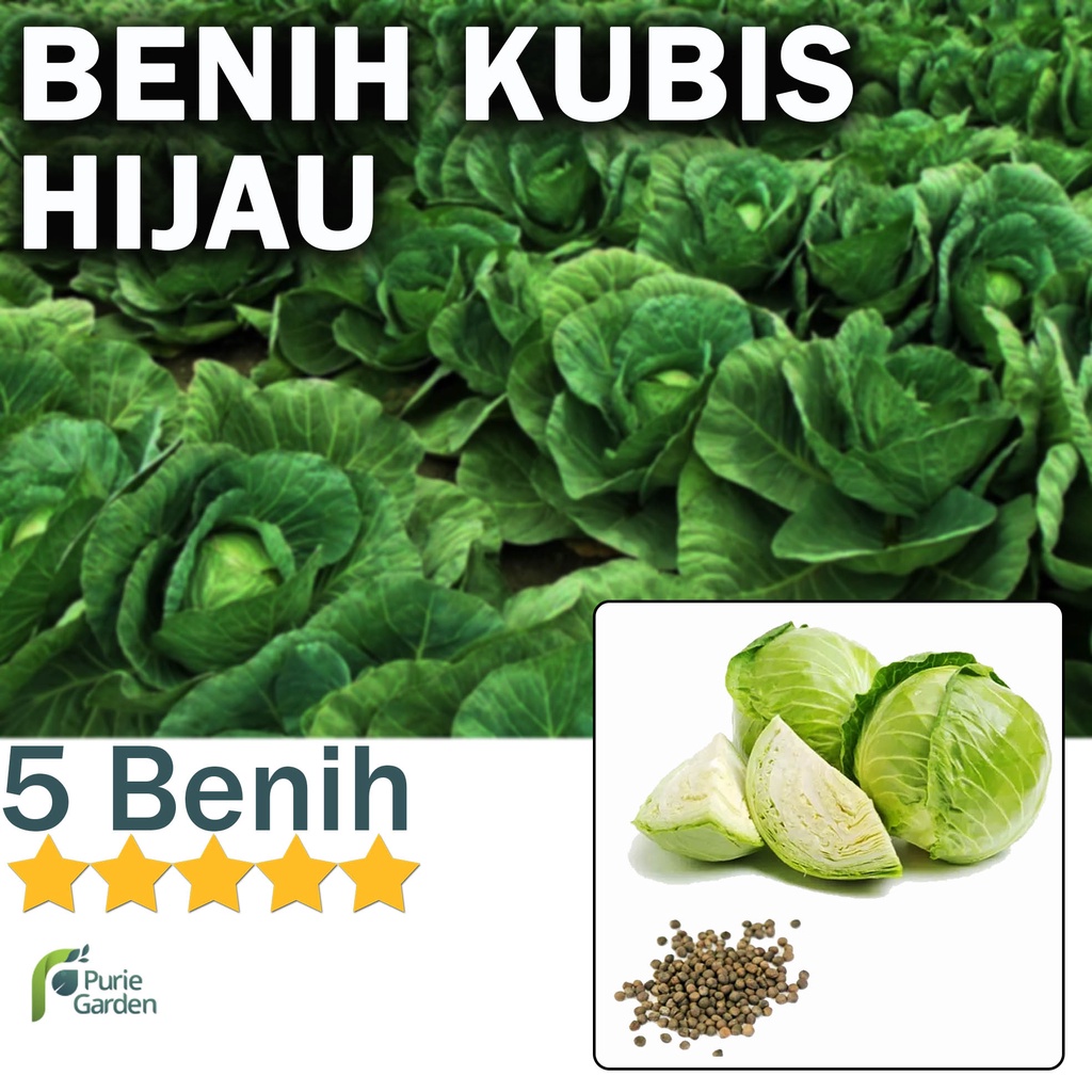 Benih Bibit Kubis 5 Benih Seribuan PG KDR