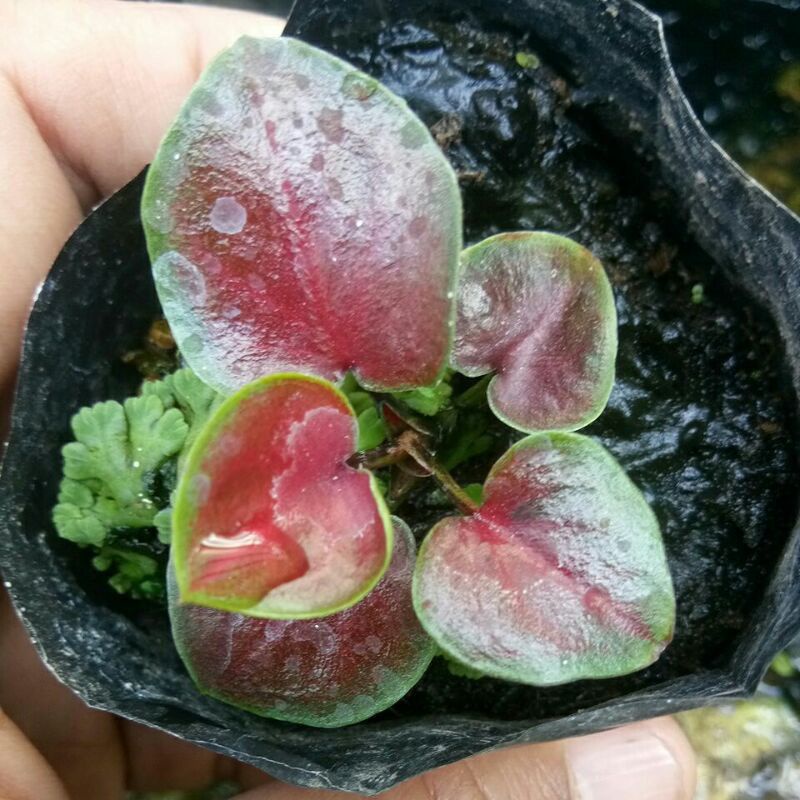 RED DEVIL/RED DEVIL BABY/KELADI MERAH/LOVE SHOP MILLENIAL