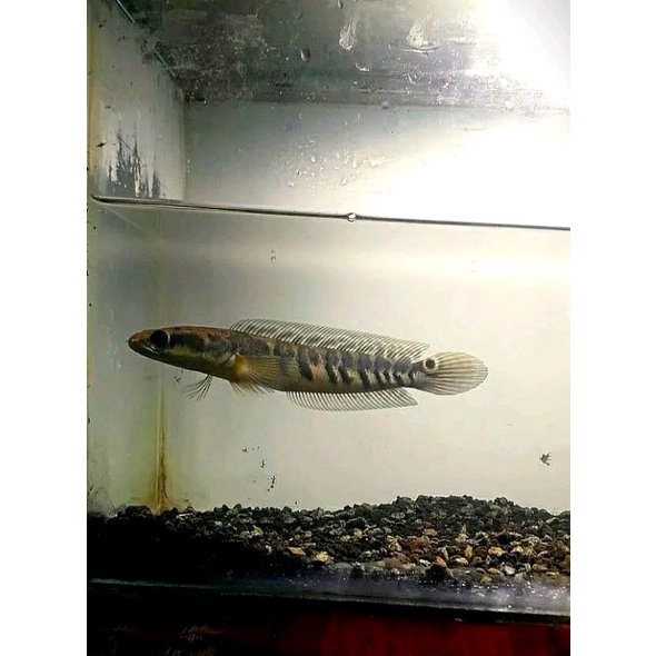 Chana maru yellow sentarum