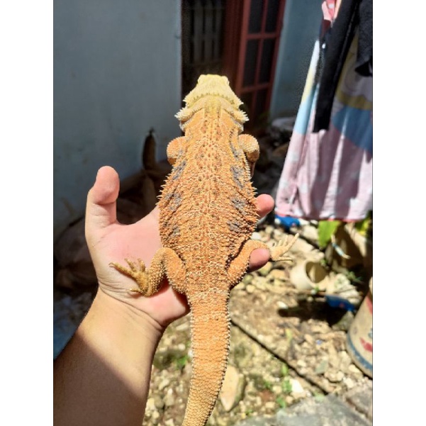 Mainan Bearded Dragon Female