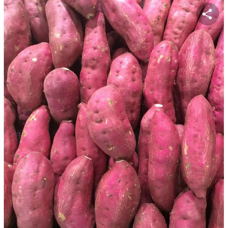 

SINGKONG/UBIUNGU/UBIBIASA 250g