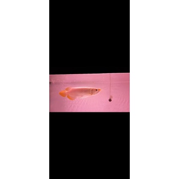 

baby arowana superred