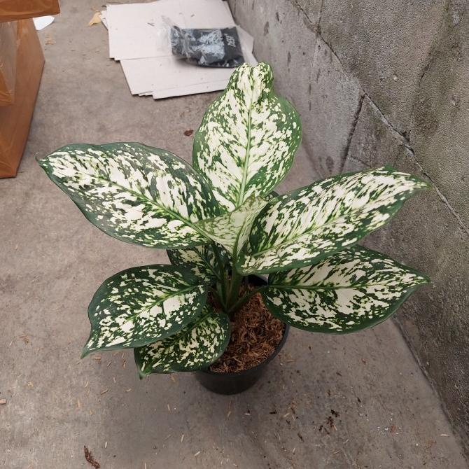 Aglonema Dut White Anjamani