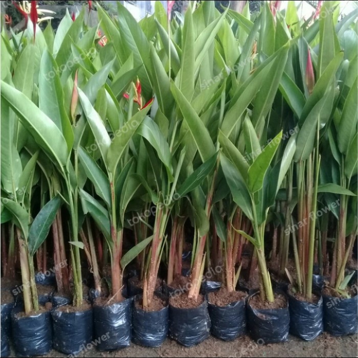 tanaman hias pisang-pisangan helocinia/pisang-pisangan bunga merah CCC