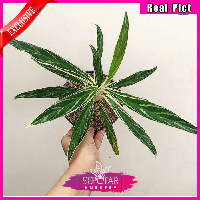 (BISA COD) aglonema bambu - tanaman hias aglonema bambu