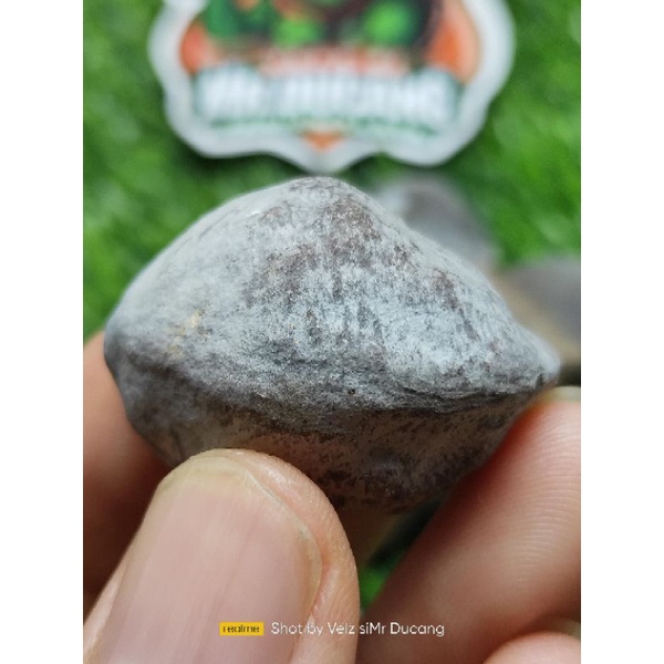 MUNCANG ADU PANJANGAN JAWA PEDANG DOYONG ANAK SALIMIN(KECIL)