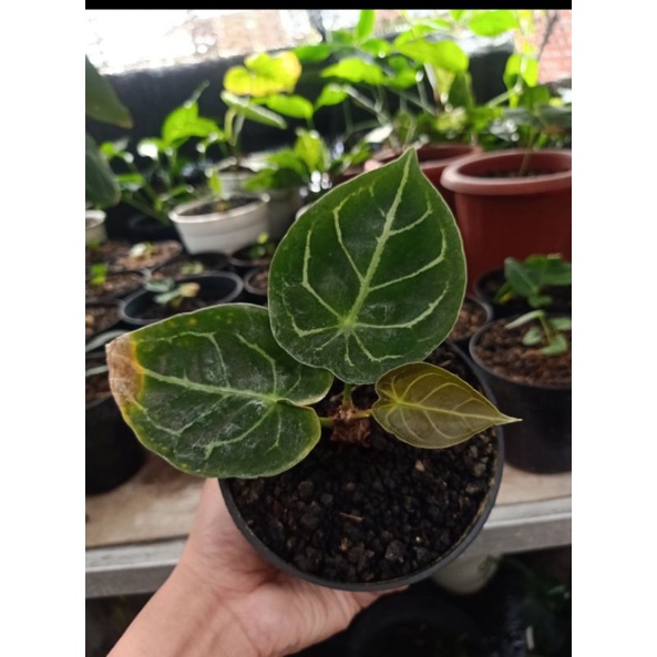 Anthurium Forgetii Hybrid