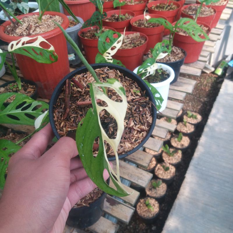 MONSTERA ADANSONI JAPAN / JANBOL JEPANG