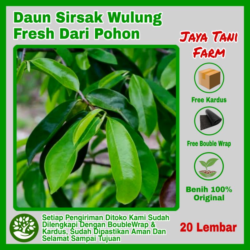 

20 Lembar Daun Sirsak Fress Baru Petik / Daun Segar / Sirsak Daun / Daun Pengobatan / Daun Sirsak Segar / Daun Herb